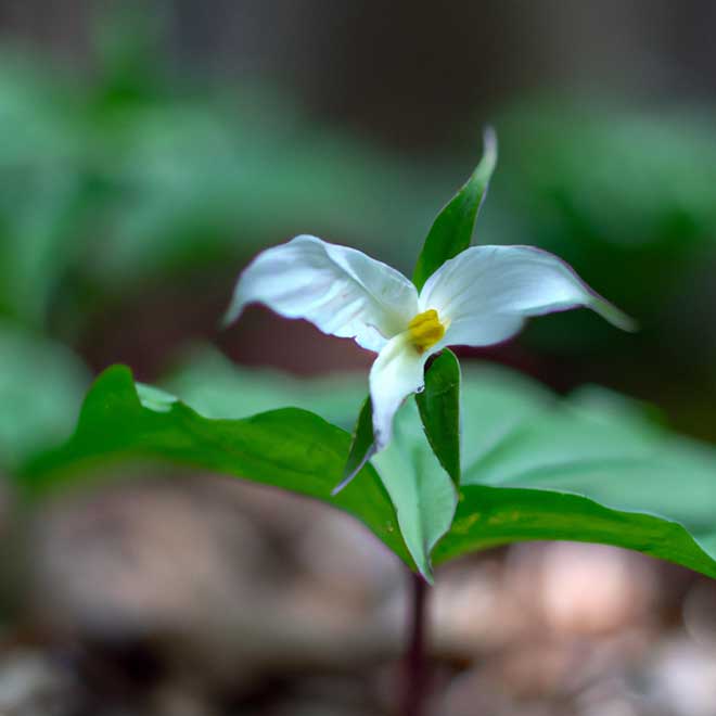 cuidar Trillium erectum 6902036 2