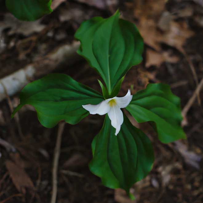 cuidar Trillium erectum 804638 2