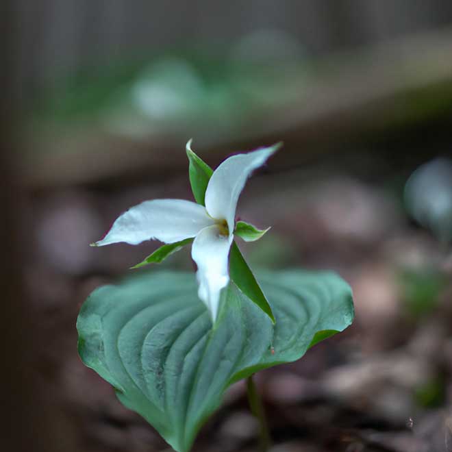 cuidar Trillium erectum 9973986 2