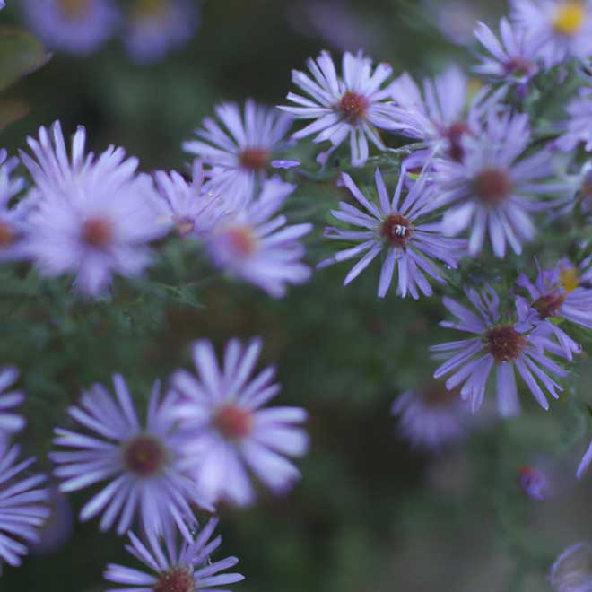 cuidar aster 2131284
