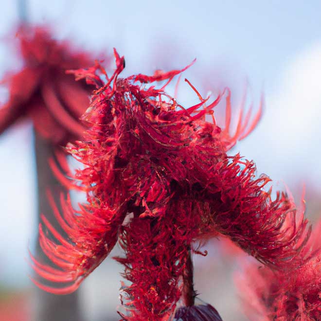 cuidar pau formiga 3931951 2