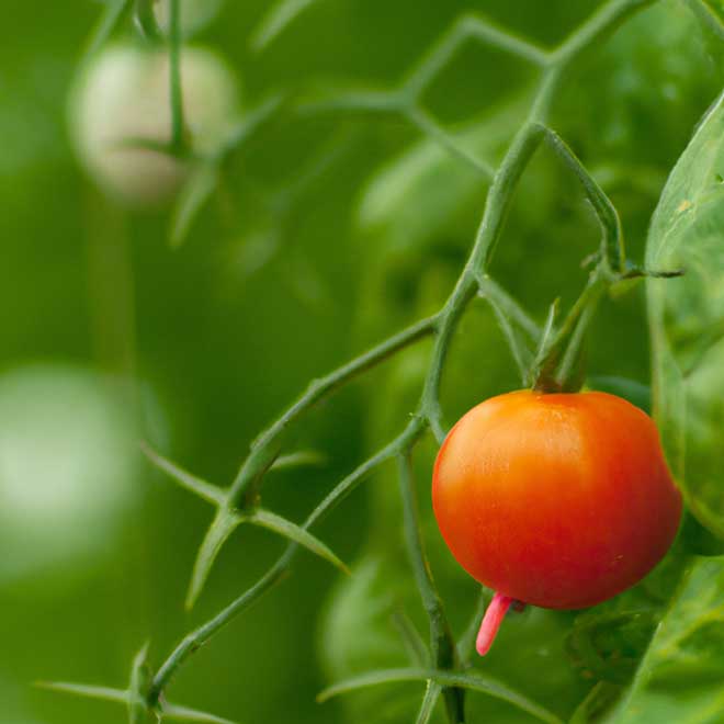 cuidar tomate 6025853 5