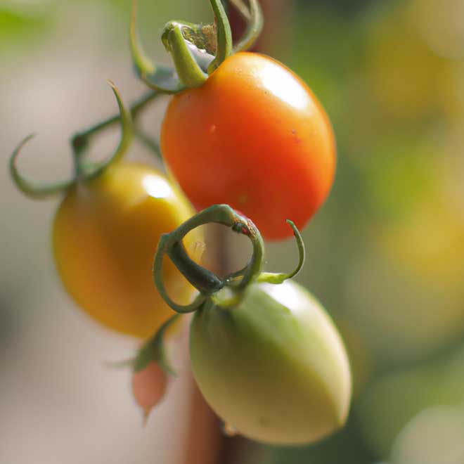 cuidar tomate 7383384 4