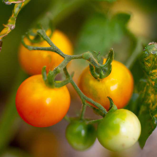 cuidar tomate 8007602 3