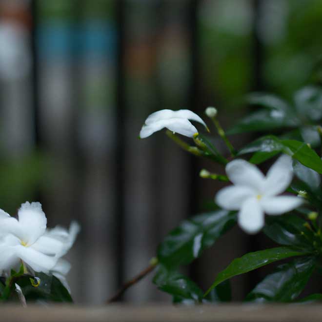 doencas 8905880