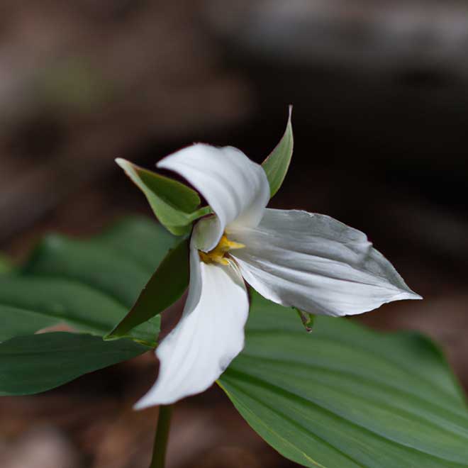 fotos Trillium erectum 4678936 2
