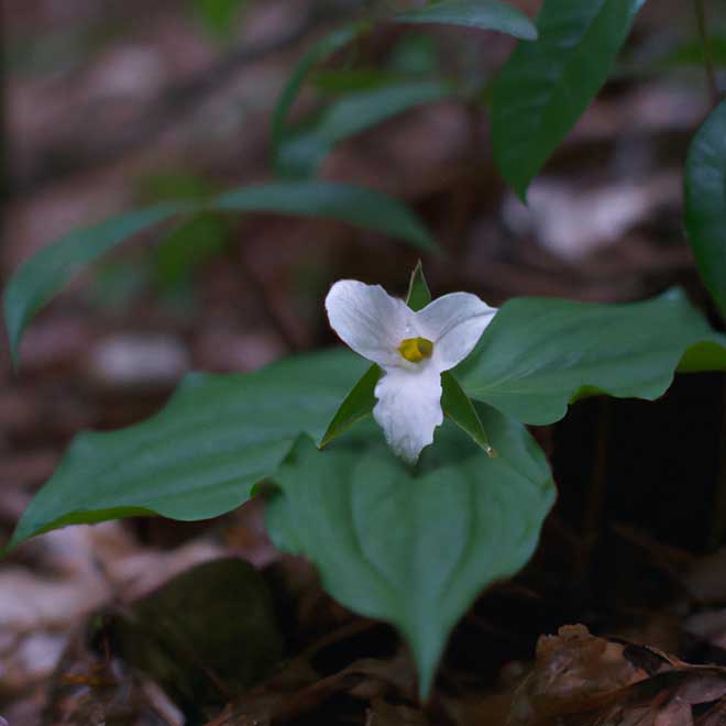 fotos Trillium erectum 6609068 2