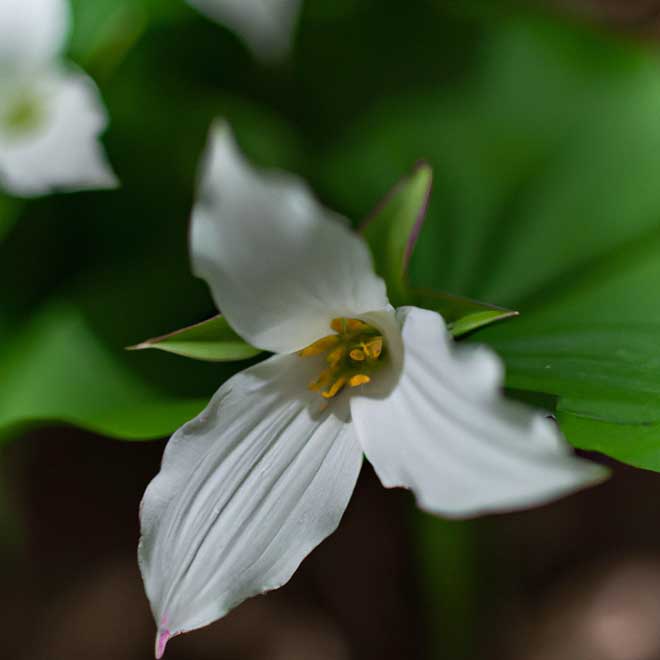 fotos Trillium erectum 6989985 2