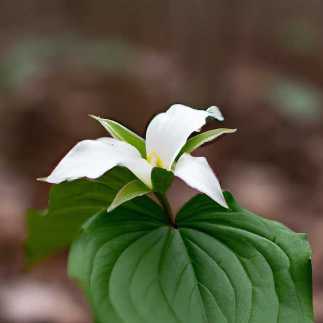fotos Trillium erectum 7628833 2