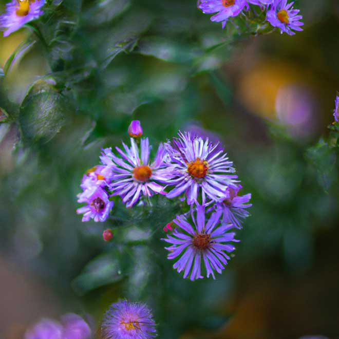 fotos asteer 2974164
