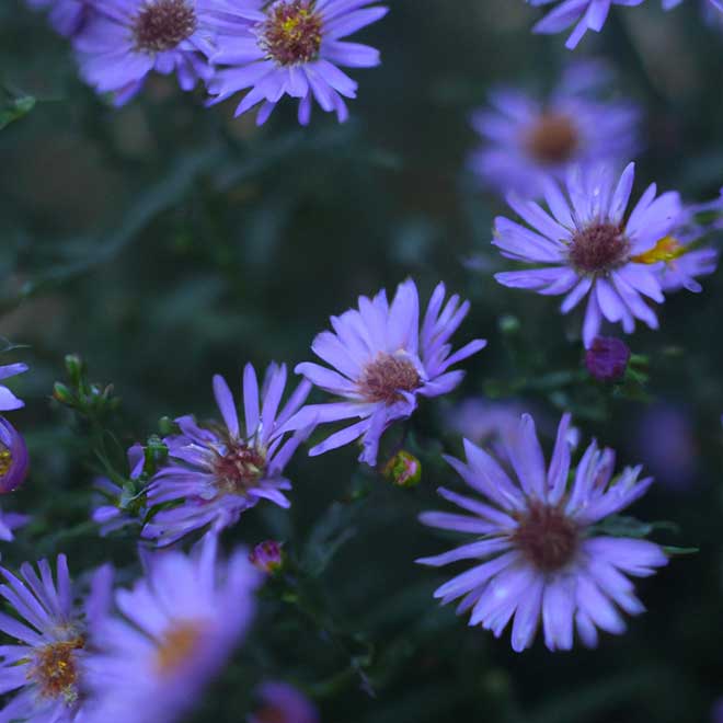 fotos asteer 7471252