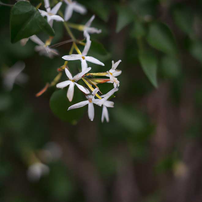 fotos jasmim leite 2520404 2