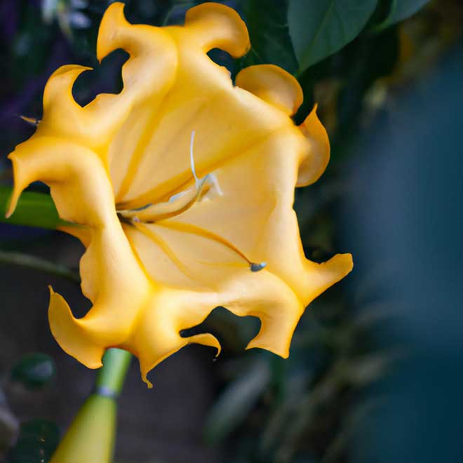 plantar Solandra amarela 5089508