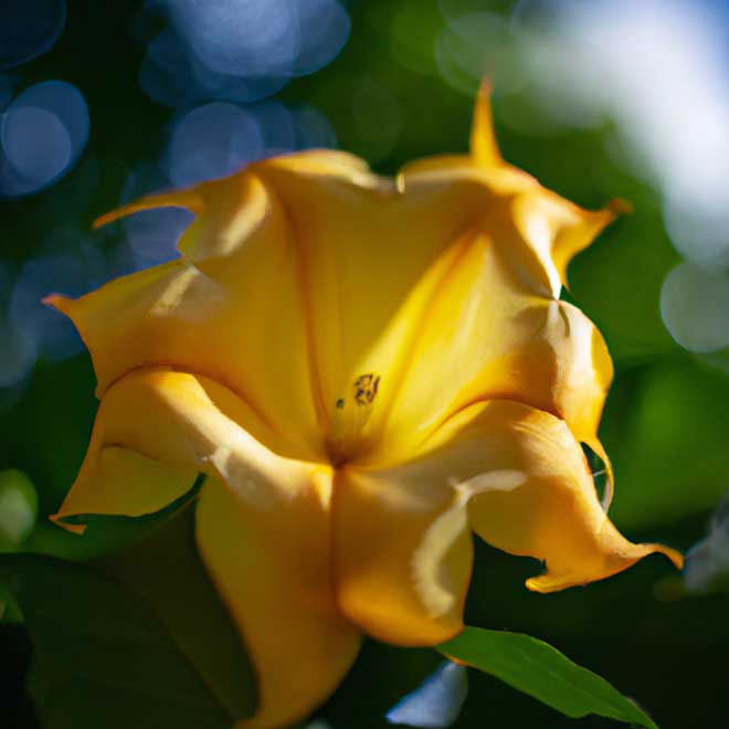 plantar Solandra amarela 6015314