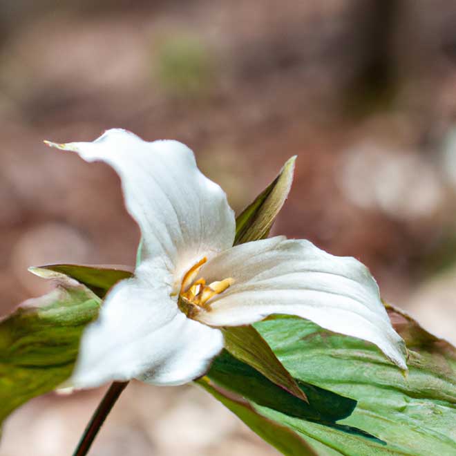 plantar Trillium erectum 4540275 2