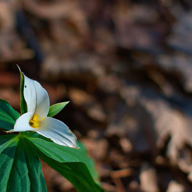 plantar Trillium erectum 4715605 2