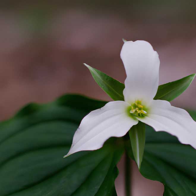 plantar Trillium erectum 6237921 2