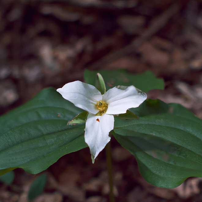 plantar Trillium erectum 7102498 2