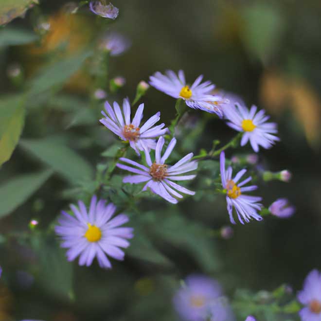 plantar aster 5209959