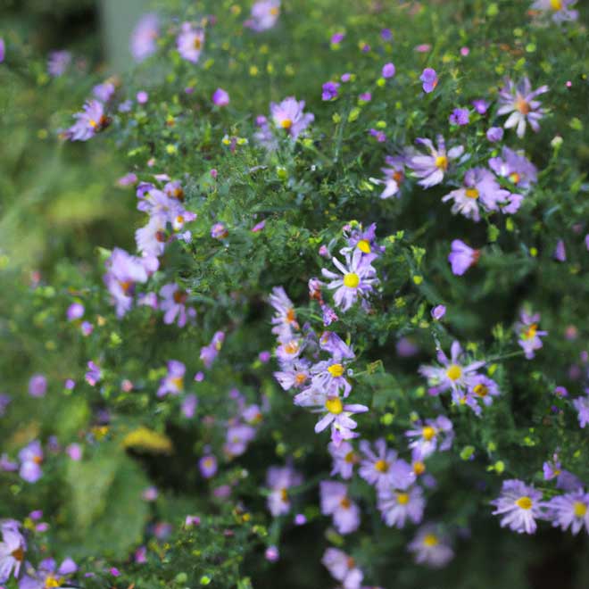 plantar aster 5501009