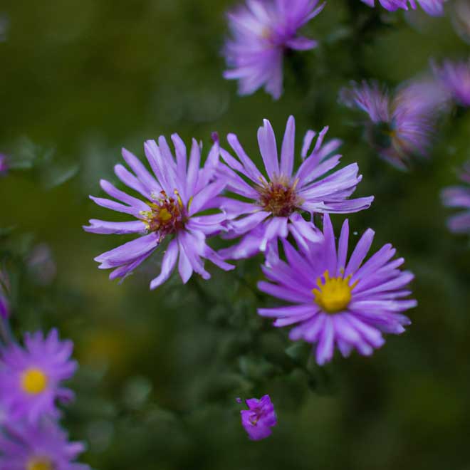 plantar aster 7866380