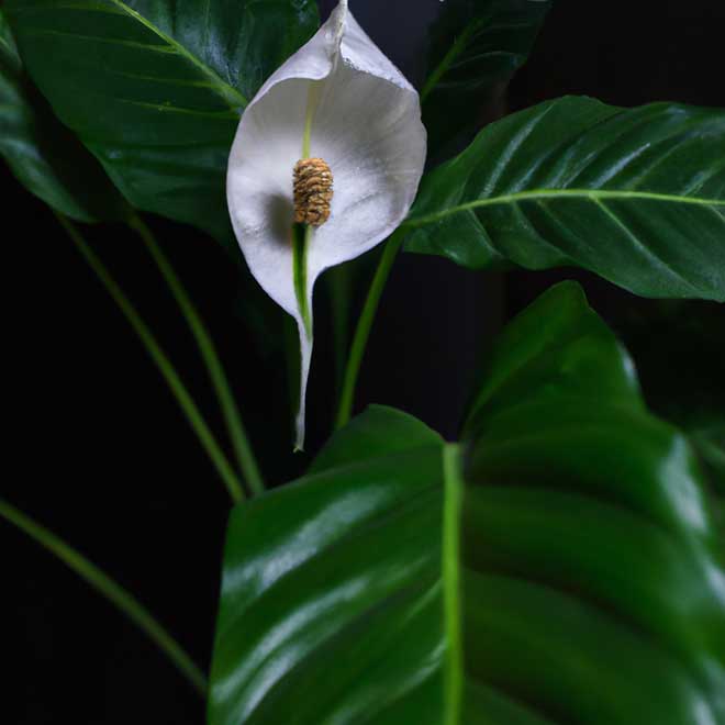 plantar banana dagua 295165 3