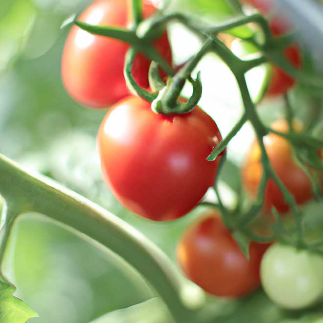plantar tomate 611224 3