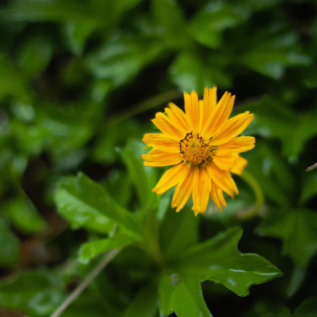plantar vedelia 6012060 2