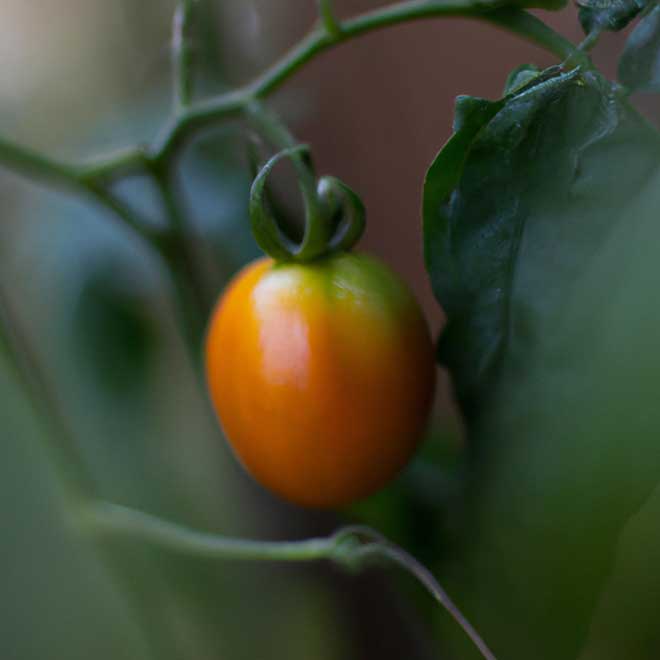 tomate 4620107 2