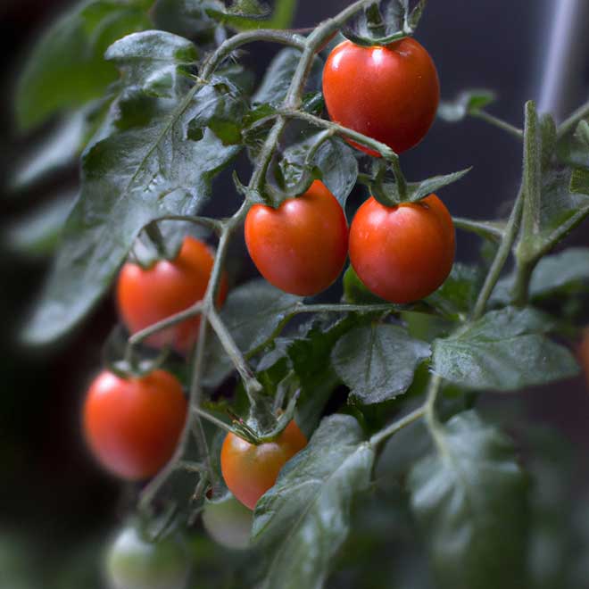 tomate 611224 3