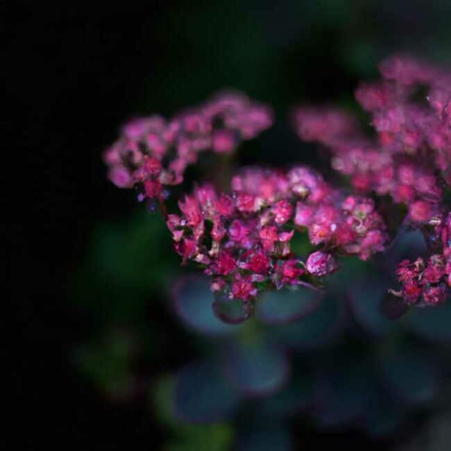 Sedum spectabile 883285 scaled