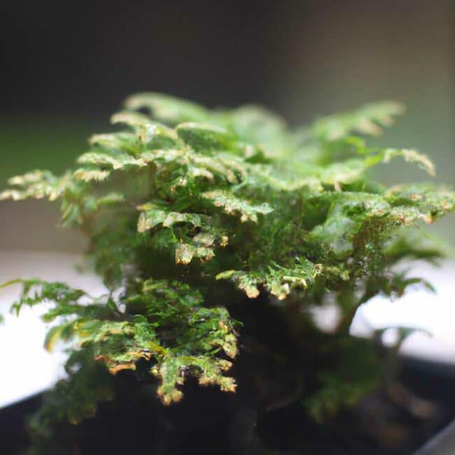 Selaginella kraussiana 3804728 scaled Selaginella kraussiana 3804728 scaled