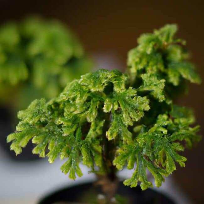 Selaginella kraussiana 4117034 scaled Selaginella kraussiana 4117034 scaled