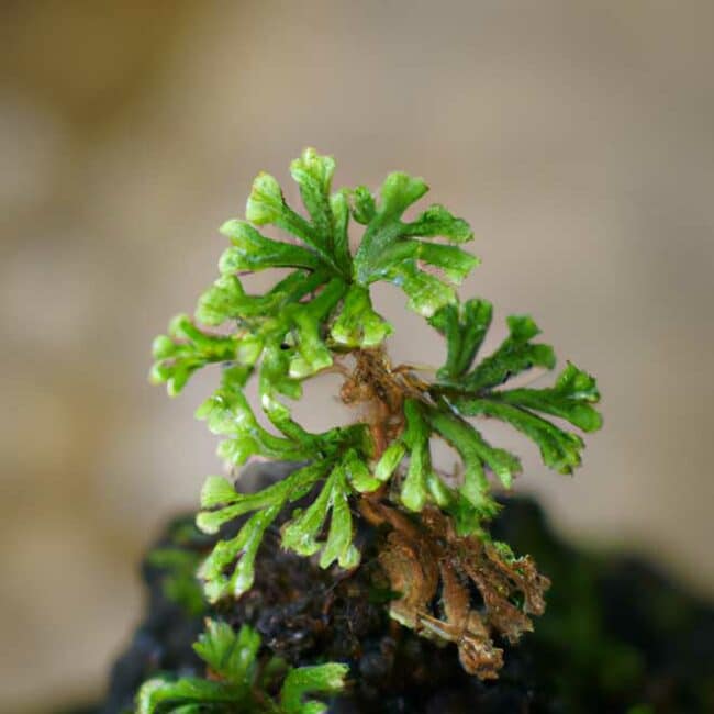 Selaginella kraussiana 4187400 scaled Selaginella kraussiana 4187400 scaled