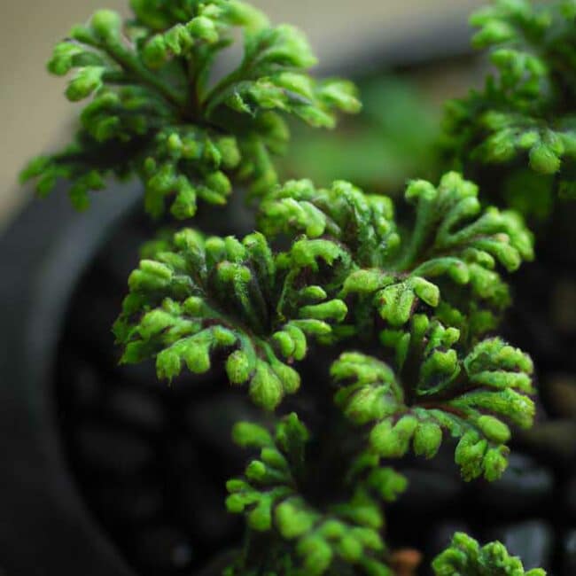 Selaginella kraussiana 5319782 scaled Selaginella kraussiana 5319782 scaled