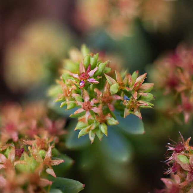 cuidados com Sedum spectabile 1430902 scaled