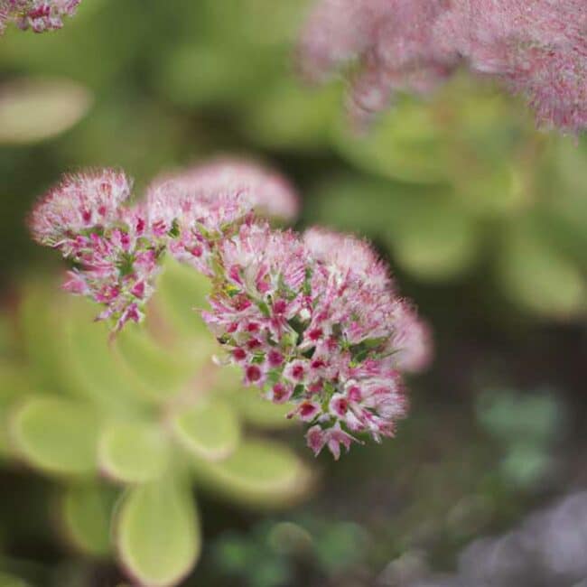 cuidados com Sedum spectabile 5631532 scaled