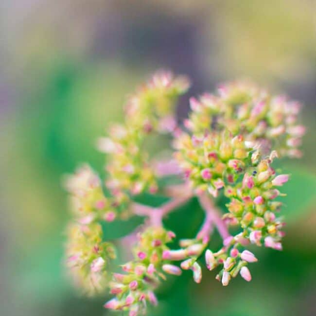 cuidados com Sedum vistoso 1607768 scaled
