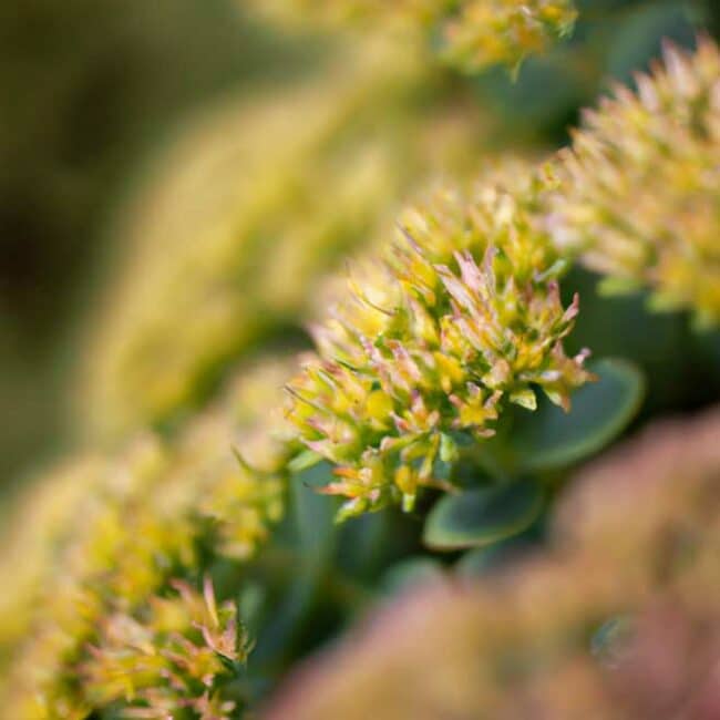 cuidados com Sedum vistoso 1975490 scaled