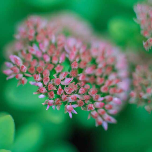 cuidados com Sedum vistoso 2925142 scaled