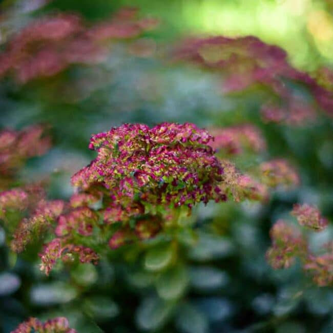 cuidados com Sedum vistoso 8505547 scaled