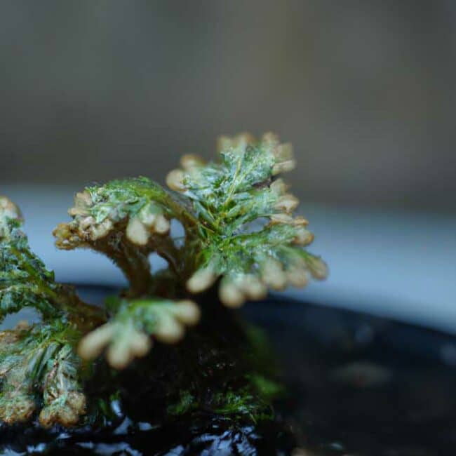 cuidados com Selaginella kraussiana 2209325 scaled cuidados com Selaginella kraussiana 2209325 scaled