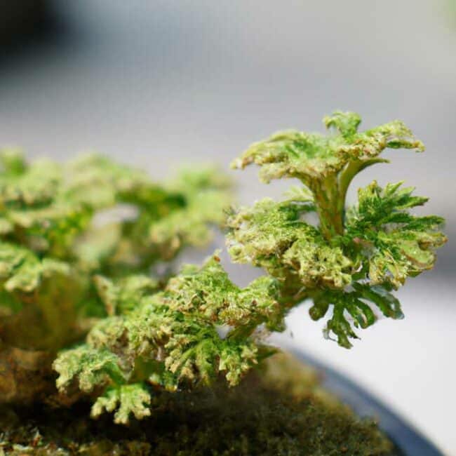 cuidados com Selaginella kraussiana 5570445 scaled cuidados com Selaginella kraussiana 5570445 scaled