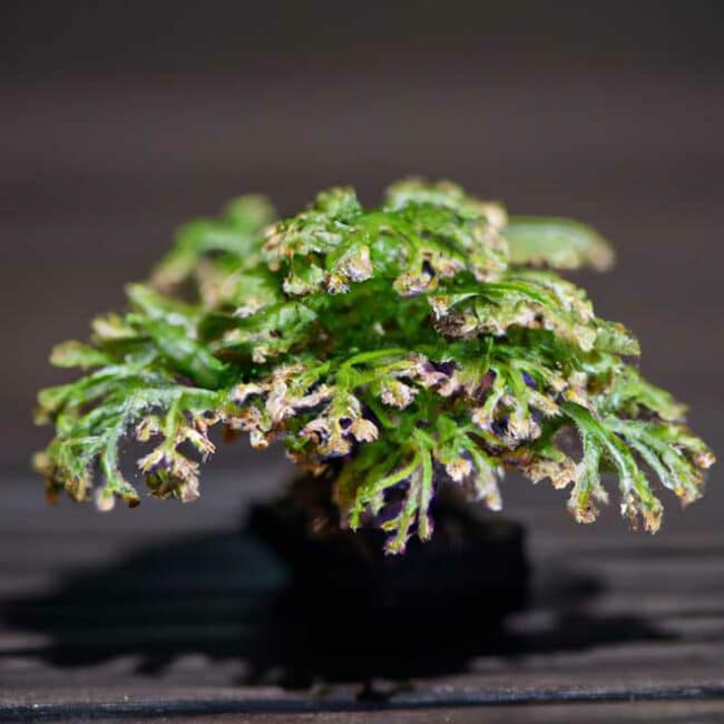 cuidados com Selaginella kraussiana 6122888 scaled cuidados com Selaginella kraussiana 6122888 scaled