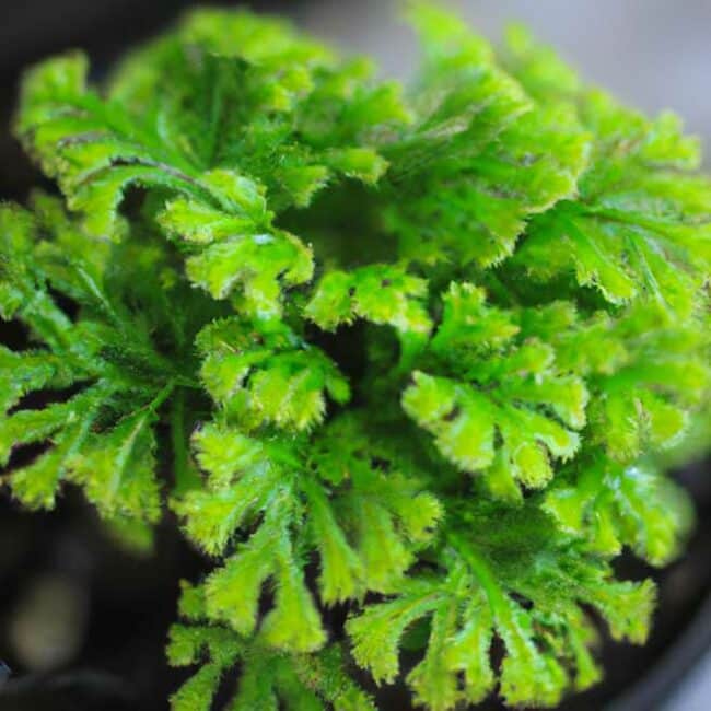 cuidados com Selaginella kraussiana 7537394 scaled cuidados com Selaginella kraussiana 7537394 scaled