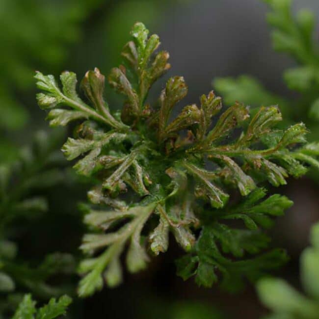 cuidados com Selaginella kraussiana 8036343 scaled cuidados com Selaginella kraussiana 8036343 scaled
