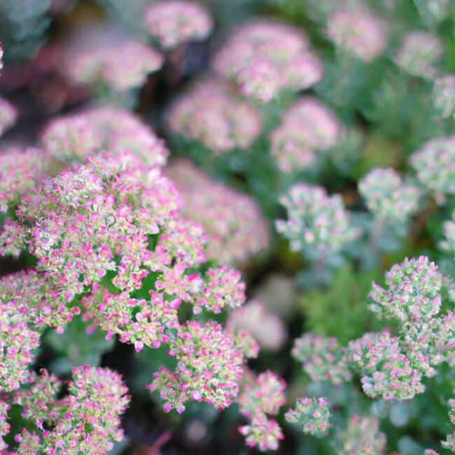 cuidar Sedum spectabile 3343227 scaled