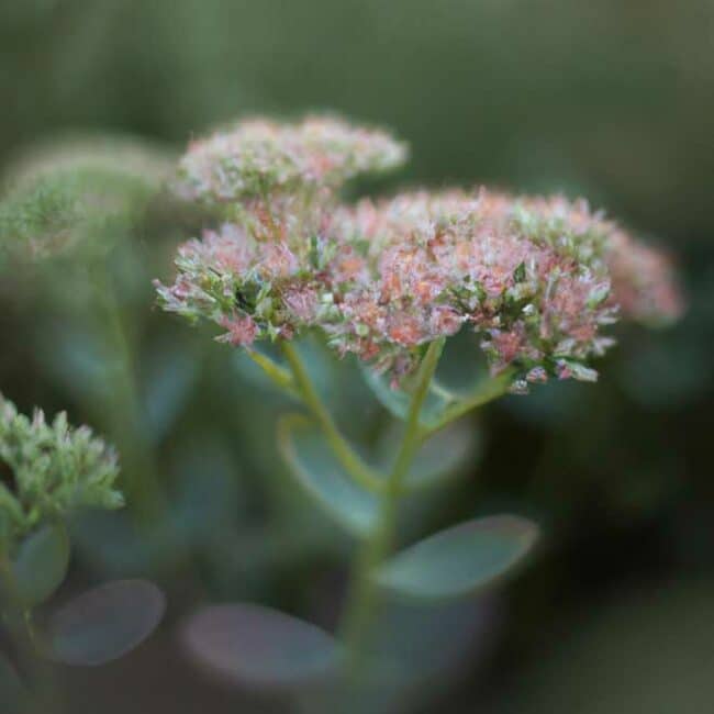 cuidar Sedum spectabile 3484343 scaled