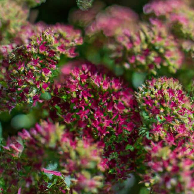 cuidar Sedum spectabile 5097383 scaled