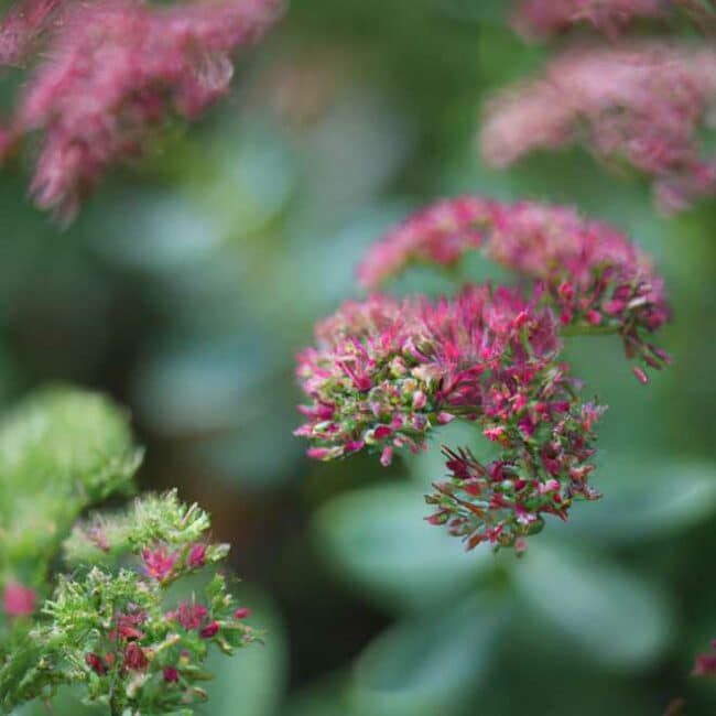cuidar Sedum spectabile 5727803 scaled